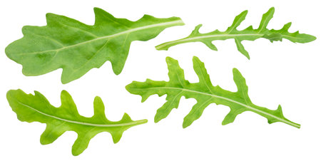 Set of fresh green arugula leaves on white background.の写真素材