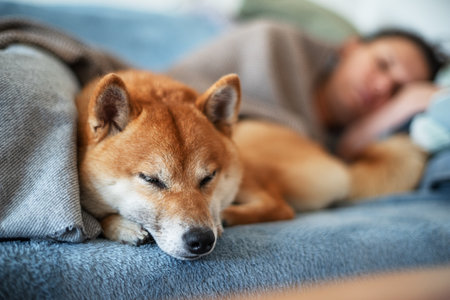 A Shiba Inu dog sleeps next to its owner on the sofa. Close-up.の写真素材
