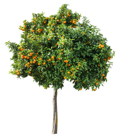 Tangerine tree with ripe orange tangerines isolated on white background.の写真素材