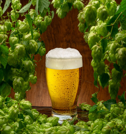 Glass of chilled light beer on wooden table and fresh green lush leaves of hops vine are arranged as...