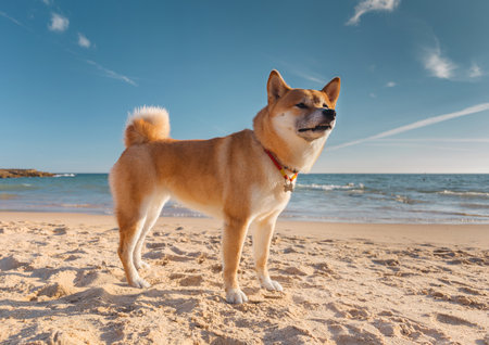 Shiba Inu dog walks along the sandy, sunny summer ocean coast.の写真素材
