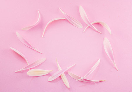 Delicate pink petals on a pink background.の写真素材