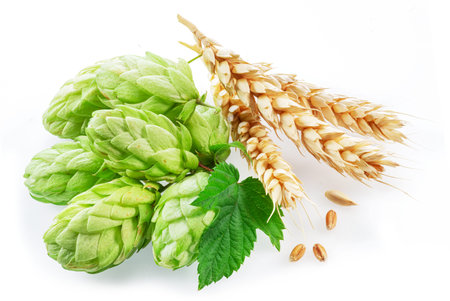 Fresh green hops or hop cone flowers and ripe golden wheat ears on white background. File contains...