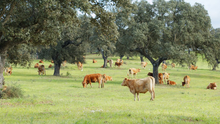 Herd of cows grazing in the meadow between green trees in spring or summer day.の写真素材