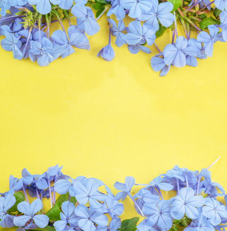 Blue plumbago or cape leadwort flowers arranged as a frame on yellow background.の写真素材