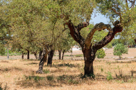 Cork oak farm. Oak trunks with renewable bark suitable for stripping in the nearest years.の写真素材