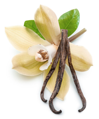 Yellow moth orchid flower and vanilla sticks on white background. File contains clipping path.の写真素材