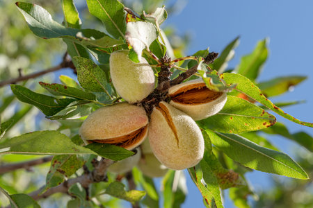 Almond nuts on almond tree close up. Blue sky at the background.