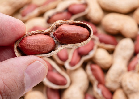 Pile of whole and cracked peanuts close up. Food background.の写真素材