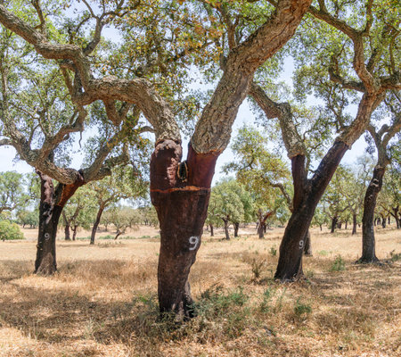 Cork oak farm. Oak trunks with renewable bark suitable for stripping in the nearest years.