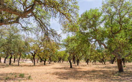 Cork oak farm. Oak trunks with renewable bark suitable for stripping in the nearest years.の写真素材