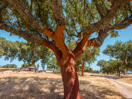 Cork oak trees farm. Oak trunks are freshly stripped, revealing its reddish core.