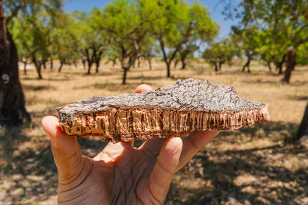 Piece of cork tree bark with corks on it. Cork oak orchard in the background.