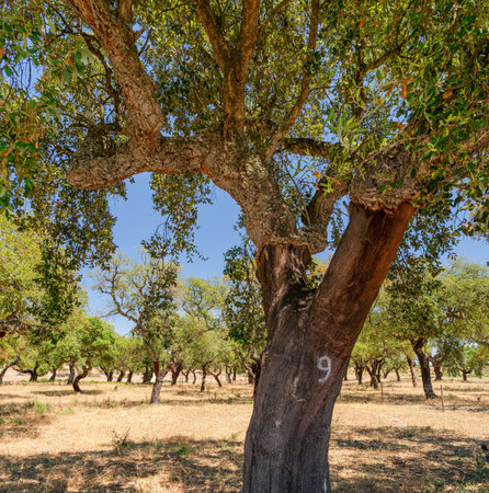 Cork oak farm. Oak trunks with renewable bark suitable for stripping in the nearest years.