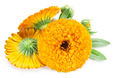 Calendula orange flowers isolated on a white background. File contains clipping paths.の写真素材