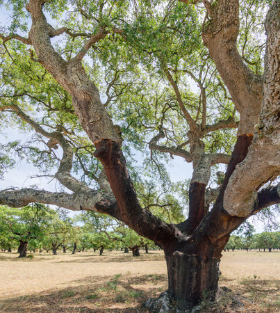 Cork oak farm. Oak trunks with renewable bark suitable for stripping in the nearest years.