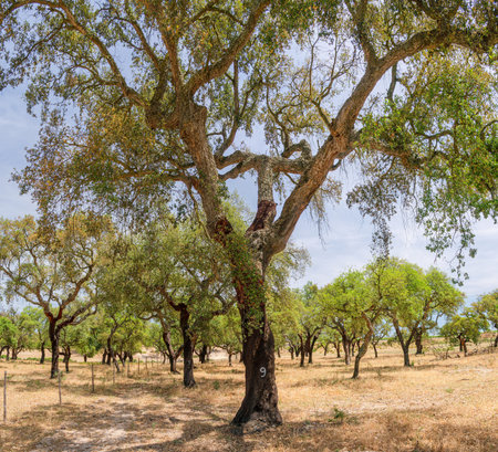 Cork oak farm. Oak trunks with renewable bark suitable for stripping in the nearest years.