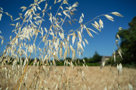 Close up of oat plant spikes on agricultural farmer organic fields, blue sky at the background.の写真素材