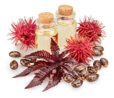 Castor oil and spiny capsules of Castor Oil plant on white background. File contains clipping paths.の写真素材