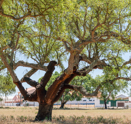 Cork oak farm. Oak trunk with renewable bark suitable for stripping in the nearest years.の写真素材