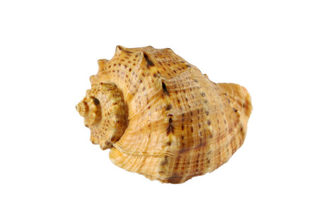 Sea shell on a white background