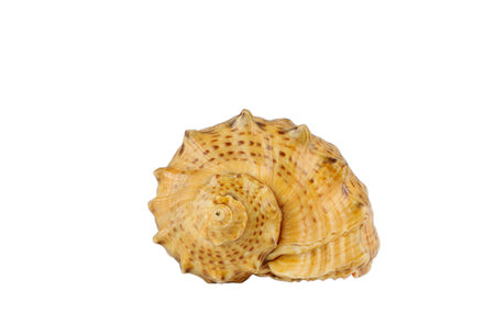 Sea shell on a white background