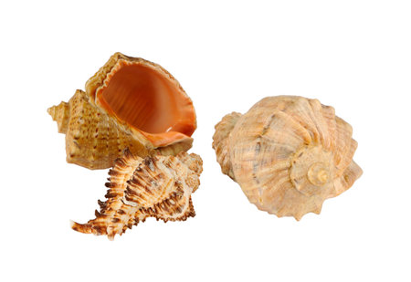 Group of shells on a white background