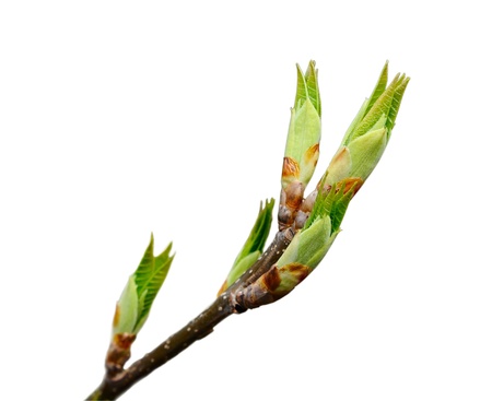 Spring tree blossom isolated on whiteの写真素材