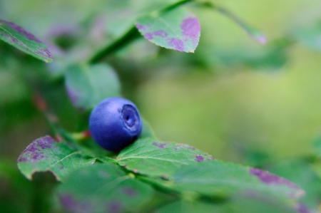 Branch of ripe bilberry close upの写真素材