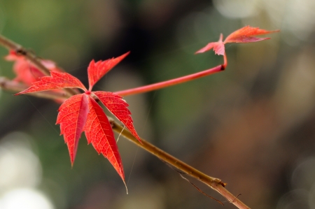 Autumn red leaves closeupの写真素材