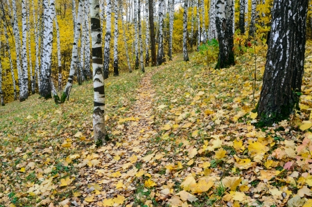 Grove of birches trees in fall colorの写真素材