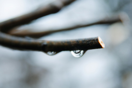 Water drop on a branch closeupの写真素材