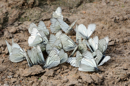 Group of butterflies sitting on the groundの写真素材