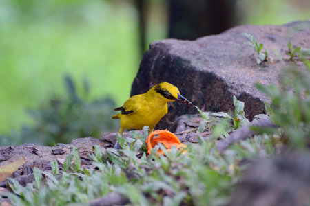 Black-naped oriole is eating papaya peelの写真素材