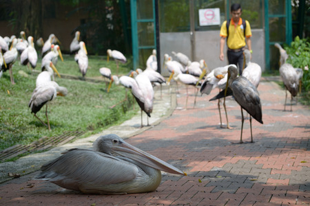 Kuala Lumpur, Malaysia - November 2, 2014: Storks and pelican in Kuala Lumpur Bird Parkのeditorial素材