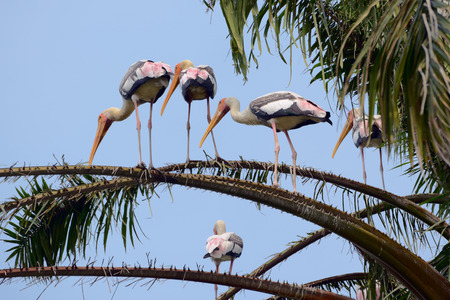 Storks on palm tree branchesの写真素材