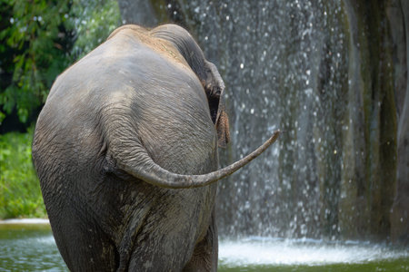 Indian elephant near a waterfall, rear view