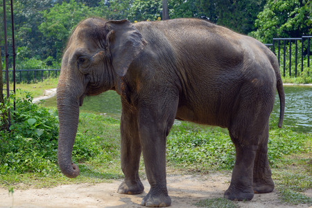 Indian elephant near a pondの写真素材