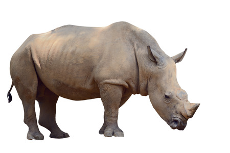 Brown rhino isolated on whiteの写真素材