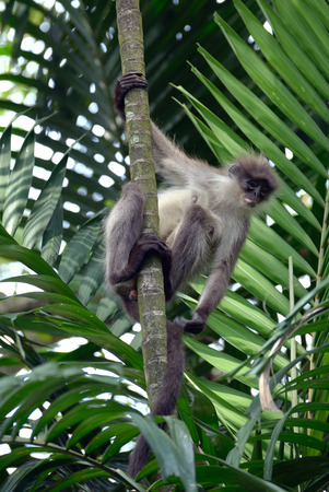 Dusky leaf monkey in the jungleの写真素材
