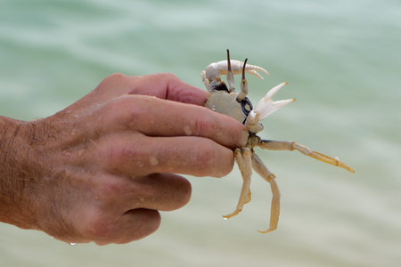 The male hand holds a crab