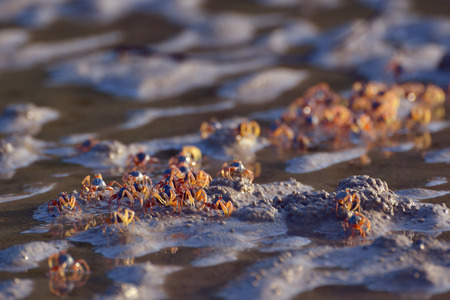 Small crabs in the wet sand closeupの写真素材