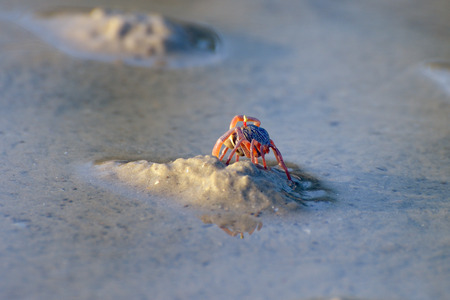 Crab on wet sandの写真素材