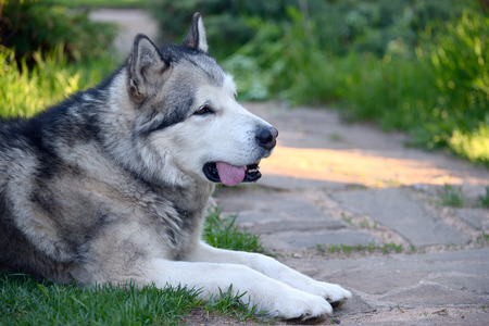 Alaskan Malamute lying on the lawn close upの写真素材