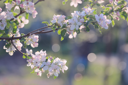 Branch apple tree with pink flowers backlitの写真素材