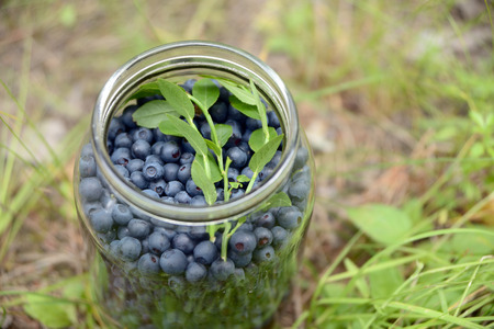 Blueberries in a glass bank on a natural background, closeupの写真素材