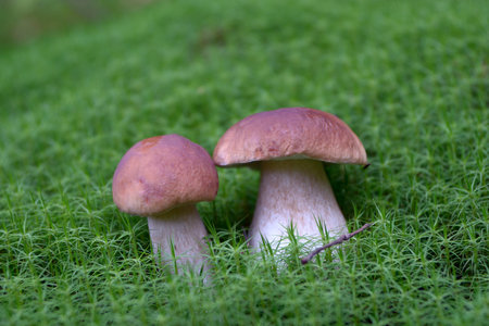 Two cepes on a moss close upの写真素材