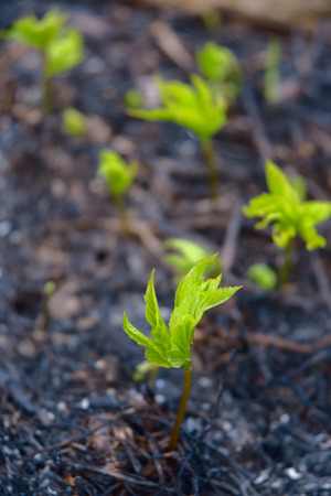 Green sprouts on the burned fieldの写真素材
