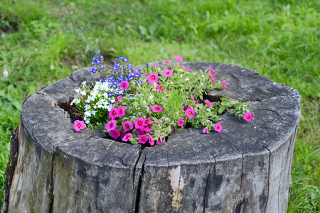 Flower bed in a tree stump closeupの写真素材