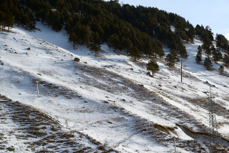 Fir trees in the hill behind old ski lift